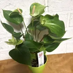カラー、鉢植え、紫 - メルカリ