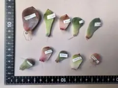 やまさくみこ様 リクエスト 2点 まとめ商品