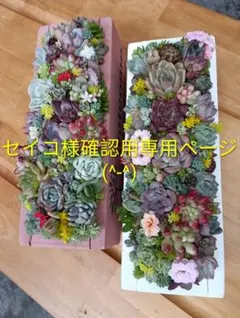 そのまま飾れる多肉植物寄せ植え♡セイコ様確認用専用ページです。（メルカリ便付き）