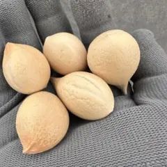 2025年最新】サイカス 種子の人気アイテム - メルカリ