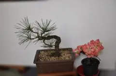 2026年最新】山秋 鉢の人気アイテム - メルカリ