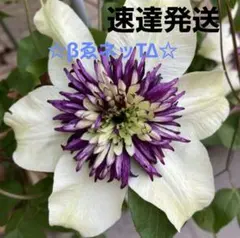 速達発送 クレマチス苗 ☆KiЯi ┰ KΔnΔ和☆⑥ - メルカリ