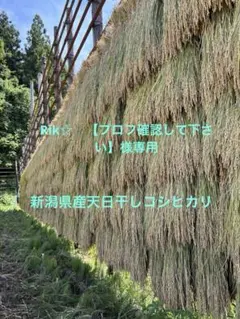 希少ぼっち立て 天日干しコシヒカリ10kgR7年産新米長野県産＋おまけ
