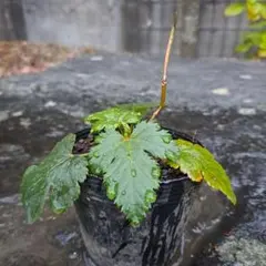 ばり様 リクエスト 2点 まとめ商品