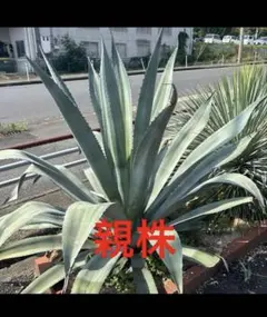 2025年最新】アガベ アメリカーナ 大株の人気アイテム - メルカリ