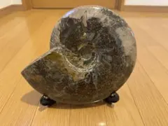アンモナイト 化石 母岩付き 標本 - メルカリ