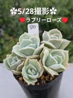 ラブリーローズ錦(白斑)葉挿し30枚 多肉植物 エケベリア 斑入り - メルカリ