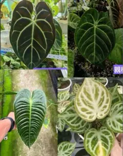 【KQセット】アンスリウム ベイチー ＆ ワロクアーナム　No4 KQセット】アンスリウム ベイチー ＆ ワロクアーナム No4 KQ