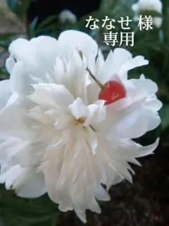 ななせ様専用ページ