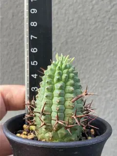 2025年最新】群星冠の人気アイテム - メルカリ