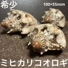 希少　美品　フィリピン産　ミヒカリコオロギ　3点セット