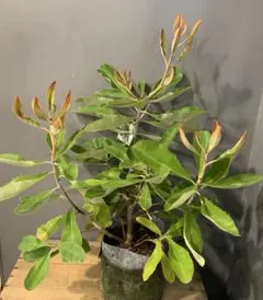 花芽付き スワンプバンクシア 【大株】 - メルカリ