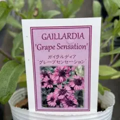 ガイラルディア グレープセンセーション　＊同梱推奨商品のサムネイル