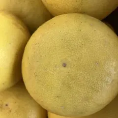 Satoponさま専用　文旦