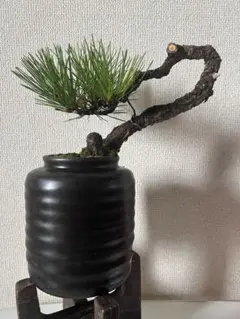 黒松盆栽　根上がり丸鉢　盆栽いろは 黒松盆栽 根上がり丸鉢 盆栽いろは - メルカリ