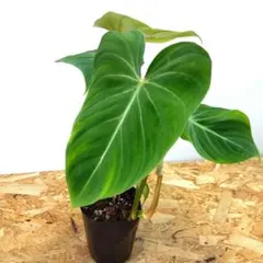 やま子様 リクエスト 2点 まとめ商品