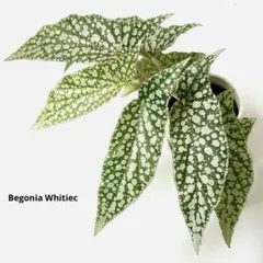 yanrenyan様 リクエスト 2点 まとめ商品