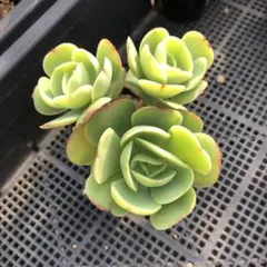 速達　oritan様 リクエスト 4点 まとめ商品