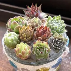 センペルビウム 10品種お名前付き★カット苗 寄せ植え ちまちま寄せ 多肉植物