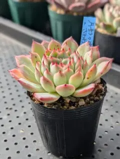 2025年最新】おらいさん苗 青札の人気アイテム - メルカリ