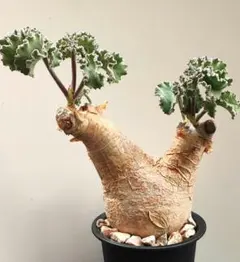 2025年最新】キフォステンマ マクロプスの人気アイテム - メルカリ