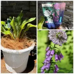 現品限り　希少品種耐寒性多年草　モンスタージギタリス モンストローサ鉢植え苗のサムネイル