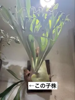 将来有望 P. Pegasus oc ペガサス 子株 Platyceriumのサムネイル