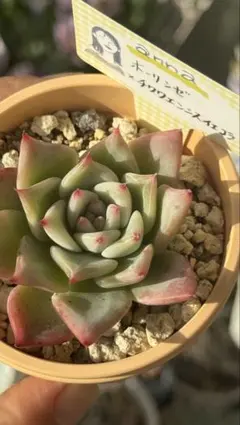 mizutama様 リクエスト 2点 まとめ商品