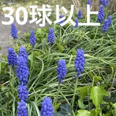 SALE❣️【お値下げしました】＊【花の球根】ムスカリ＊球根30球以上＊