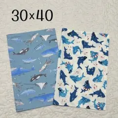 ランチョンマット 30×40 2枚セット　男の子用　海の生き物　サメ　シャチ　魚
