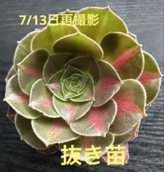 アエオニウム 五彩瑠璃①⭐️お買い得 - メルカリ