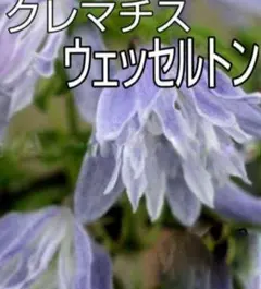 限定１！クレマチス ウェッセルトン 苗のサムネイル