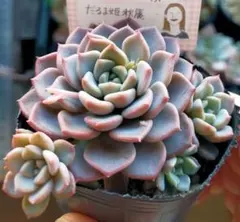 ‬*☆様 だるま姫秋麗　ミニマ　ぱぴこさん　土付き発送　多肉　はぴつぶ