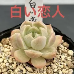 多肉植物 エケベリア 白い恋人 抜き苗のサムネイル