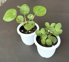 2025年最新】ペペロミア 観葉植物の人気アイテム - メルカリ