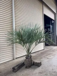 愛知県豊田市引き渡しのみ ココスヤシ 鉢底高さ230cm 幹回り110cm