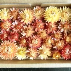 ヘリクリサム 貝細工 花材詰め合わせ 花材セット オレンジ系 ドライ
