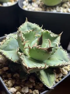 レア特価【CG産】アガベ チタノタ シチリア スパチタ カクタスグリーン