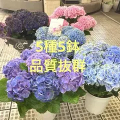 kazu様 リクエスト 2点 まとめ商品　紫陽花　アジサイ　瑠璃るらら　星あつめ kazu様 リクエスト 2点 まとめ商品 紫陽花 アジサイ 瑠璃るらら 星