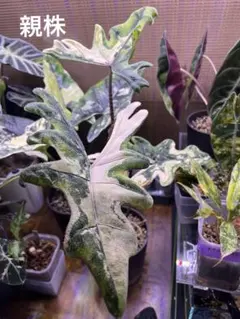 2026年最新】alocasia jacklynの人気アイテム - メルカリ