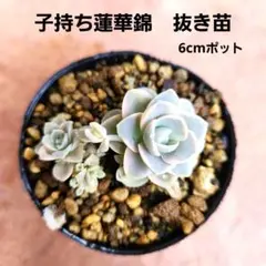 Ａ✅️子持ち蓮華　めっちゃいっぱい❣️　たくさん欲しい方に！ 抜き苗 子持ち蓮華錦 抜き苗 - メルカリ