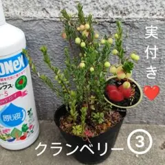 実付き❤️　クランベリー　ツルコケモモ　苗木　苗　③のサムネイル