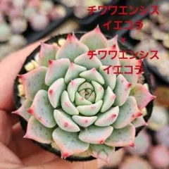 2025年最新】チワワエンシスイエコラの人気アイテム - メルカリ