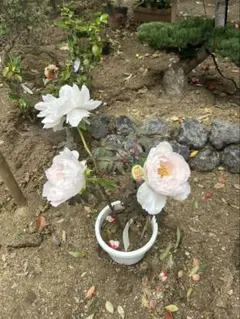 どっしり株♡牡丹【平成桜】♡桃色牡丹 満開SALE】どっしり株♡牡丹【平成桜】♡桃色牡丹 - メルカリ