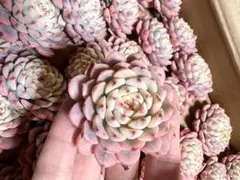 ここ様 リクエスト 3点 まとめ商品