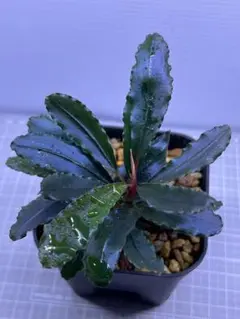 2025年最新】bucephalandraの人気アイテム - メルカリ