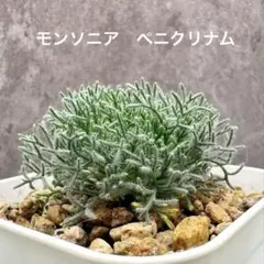 種子】モンソニア ペニクリナ 採れたて種子7個 サルコカウロン
