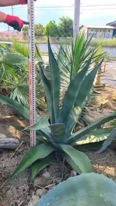 大型 アガベ アメリカーナ アオノリュウゼツラン - メルカリ