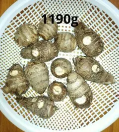 2025年最新】里芋の苗の人気アイテム - メルカリ