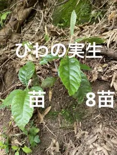 2026年最新】ビワ 苗の人気アイテム - メルカリ